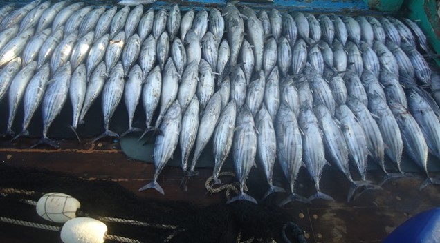 FILE PHOTO: A view of the Fish Market (WWF Pakistan)